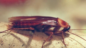 Eine Million Kakerlaken aus Zuchtfarm in China entkommen