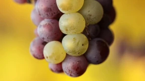 Für unsere Fußballer hängen die Trauben hoch