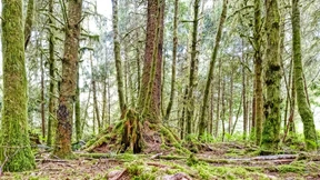 Ein Ort zum Waldwerden