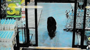 Todesgefahr durch Bären