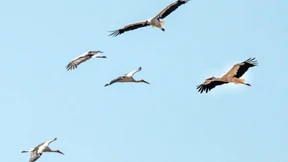 Immer mehr Störche in Hessen