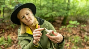 Nasses Wetter lässt Pilze sprießen