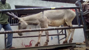 „Es gleicht der Jagd auf Elfenbein“