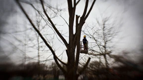 „Es ist schade um jeden Baum“