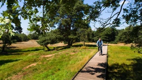 Frankfurts Düne könnte zuwachsen
