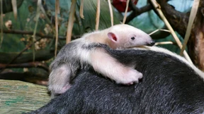 Ameisenbären im Frankfurter Zoo haben Nachwuchs