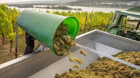 Die Trauben versprechen schon einen schönen Riesling