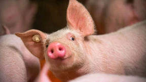 Klöckner plädiert für Tierwohlabgabe