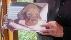 Bayerisches Paar muss ostdeutschen Dackel zurückgeben