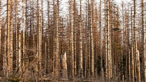 Wird der Borkenkäfer zu Unrecht gehasst?