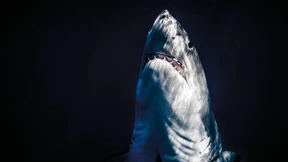 Die Ozeane verlieren Sauerstoff – und Fische ihren Lebensraum