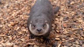 Kleine Vielfraße und künftige Publikumslieblinge