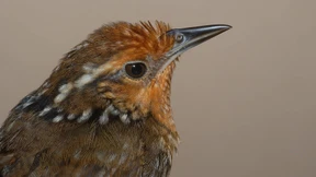 Ein Vogel, der Bach singt