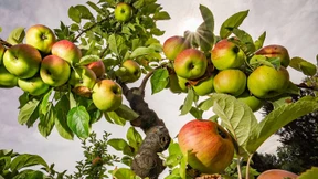 Pomologe mit künstlerischer Akkuratesse