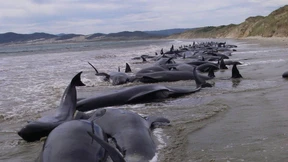 Dutzende gestrandete Grindwale sterben