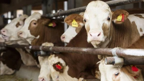Das kurze Leben der Wiesn-Ochsen