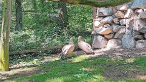 Gänsegeier verirren sich nach Hessen