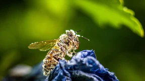 Das faule Spiel auf dem Land