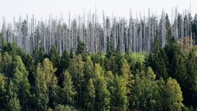 Waldschäden größer als bisher angenommen