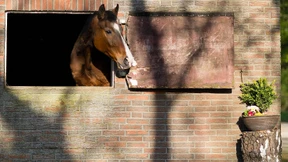 Der Hannoveraner muss weg