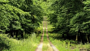 Blutsauger wieder auf Beutejagd