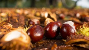Die letzten Beeren zusammen mit den ersten Nüssen