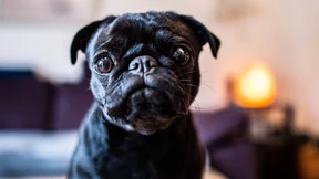 Der erste Mops mit Rechtsgutachten