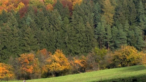 Gefräßige Raupen setzen alten Eichen zu