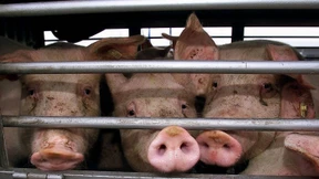 Zwei Bundesländer fordern Datenbank zu Tiertransporten