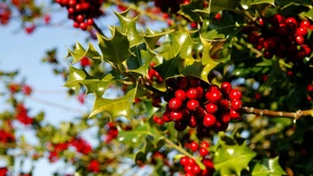 Robust und doch schmuck 