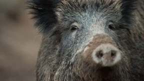 Afrikanische Schweinepest bei Wildschweinen in Spanien nachgewiesen