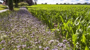 Das neue Zauberwort der Agrarpolitik