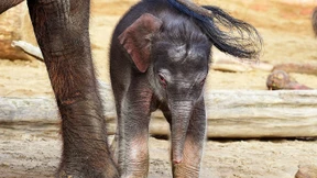 Süße Tiere gegen schlechte Nachrichten