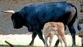 Wie die Milchwirtschaft global wurde