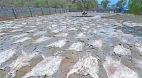 Chinas schmutziges Geschäft mit dem Esel