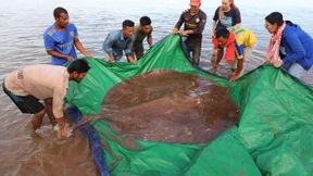 Fischer fangen vier Meter langen Rochen