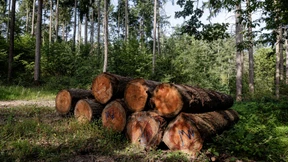 Warum die Geldanlage in den Wald auf sich warten lässt