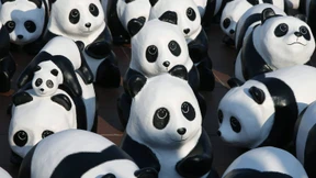 Hat der WWF brutale Wildhüter unterstützt?