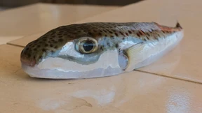 Zehnjährige darf in Japan Kugelfisch zubereiten
