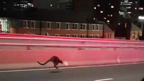 Kleines Känguru löst Polizeieinsatz aus