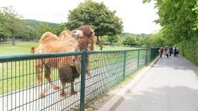 Ein Verbindungsweg, der spaltet
