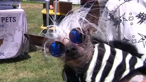 Das ist der hässlichste Hund der Welt