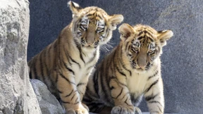 Leipziger Zoo schläfert drei Tigerbabys ein