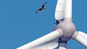 Rotmilan auf Kollisionskurs