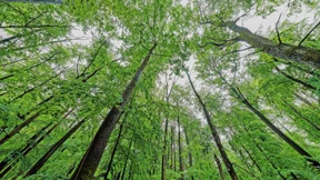 Laubbäume sind gut für das Trinkwasser