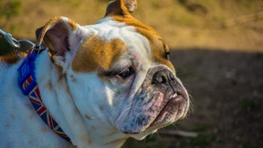 Mit Bulldogge durch das Studentenleben