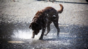 Fünf Orte für Hunde und ihre Freunde