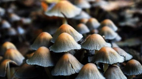 Leben im Verborgenen