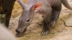 Große Füße und lange Nase