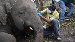 18 Elefanten verenden bei Unwetter